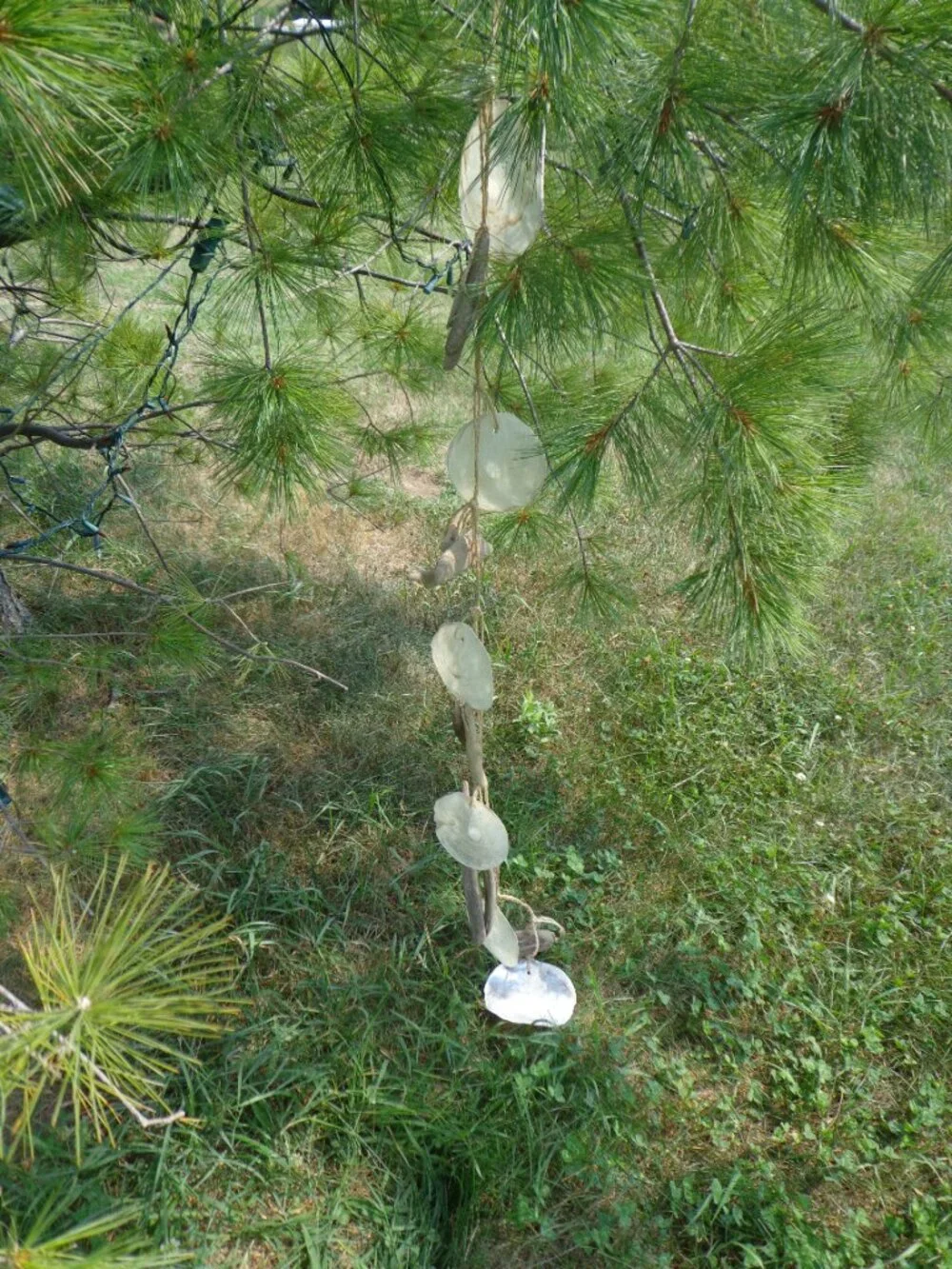 NEW! Shell Wind Chime Driftwood/Capiz Sea Shells 51